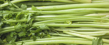Growing Celery Crops in 100+ Days