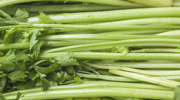 Growing Celery Crops in 100+ Days