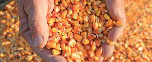 Growing Corn, A Guide To Add Freshness & Incredible Flavor