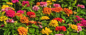 Growing Zinnia Flowers From Seed