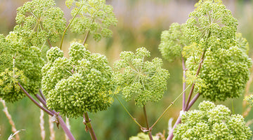growing angelica