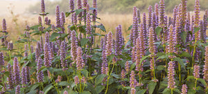 Growing Anise Hyssop