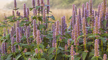 Growing Anise Hyssop