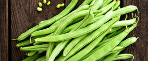 growing bush beans