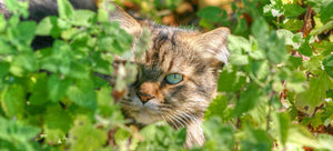 Catnip and the Catmint Family: Grow a Stash for You and Your Cat