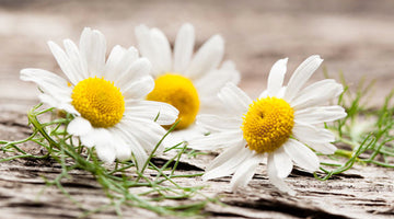 Growing Chamomile