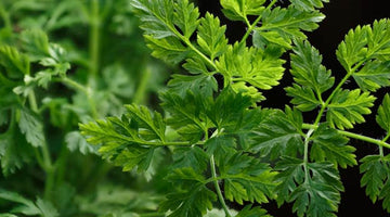 Growing Chervil