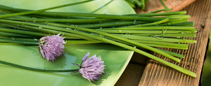 Growing Chives