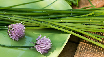Growing Chives
