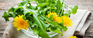 Growing Dandelions