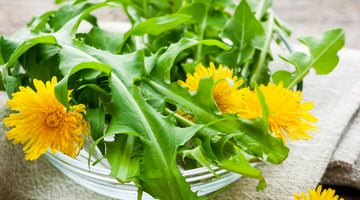 Growing Dandelions
