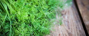 Growing Dill