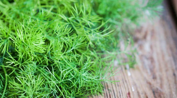 Growing Dill