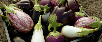 Growing Eggplants: A Rewarding Experience for the Palate