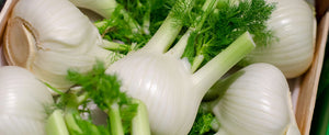Growing Fennel