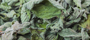 growing horehound