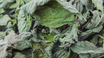 growing horehound