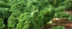 Growing Kale: You