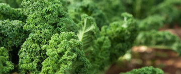 Growing Kale: You've Heard All About It, Now It's Time To Grow it.