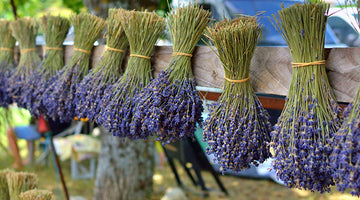 Growing Lavender