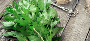 Growing Lovage