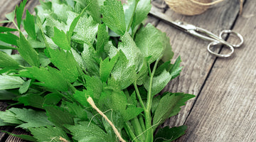Growing Lovage