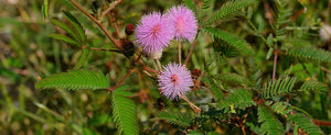 Growing Mimosa pudica