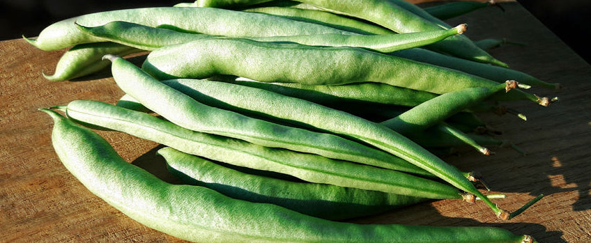 Growing Pole Beans: For Every Gardener, in Any Garden