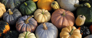 Growing Pumpkins From Seeds - Autumns Finest Fruits