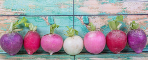 Growing Radishes