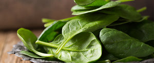 Growing spinach