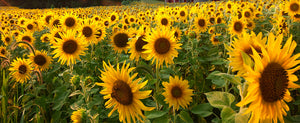 How To Grow Sunflowers - Summers Favorite Flower