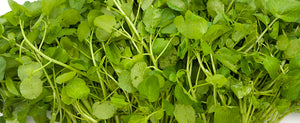 Growing Watercress