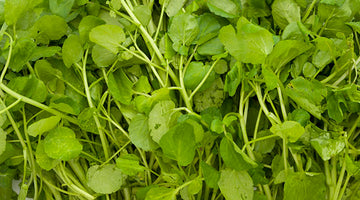 Growing Watercress