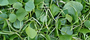 growing watercress