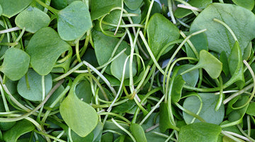 growing watercress