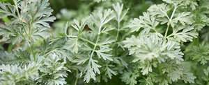 Growing Wormwood