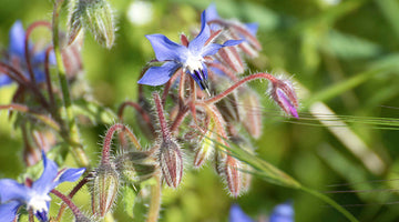 growing borage