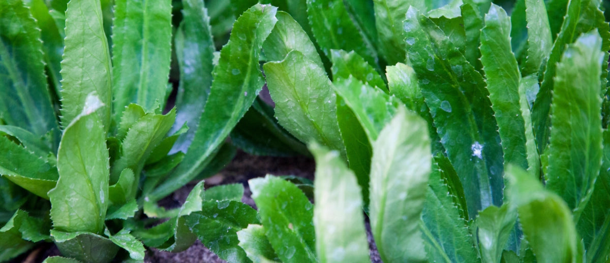 Nope, It's Not a Typo. It's Culantro!  Seed Needs LLC