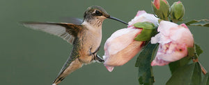 Hummingbirds