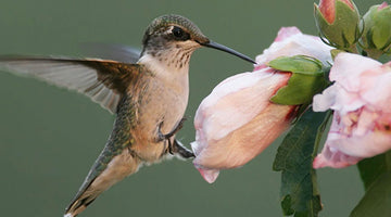Hummingbirds