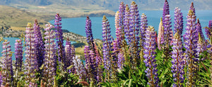 Feed Your Soil and Your Soul with Lupines