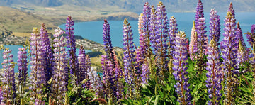 Feed Your Soil and Your Soul with Lupines