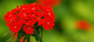 growing Maltese Cross from seed