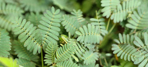 growing mimosa pudica from seeds