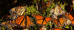 The Declining Monarch Population and Three Likely Causes