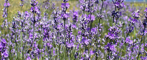 Mosquito Repelling Plants