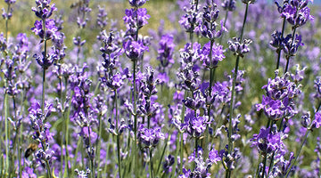 Mosquito Repelling Plants