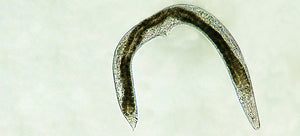 Nematodes In The Garden