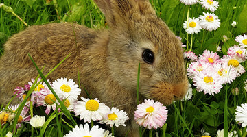 Rabbit Repelling Methods